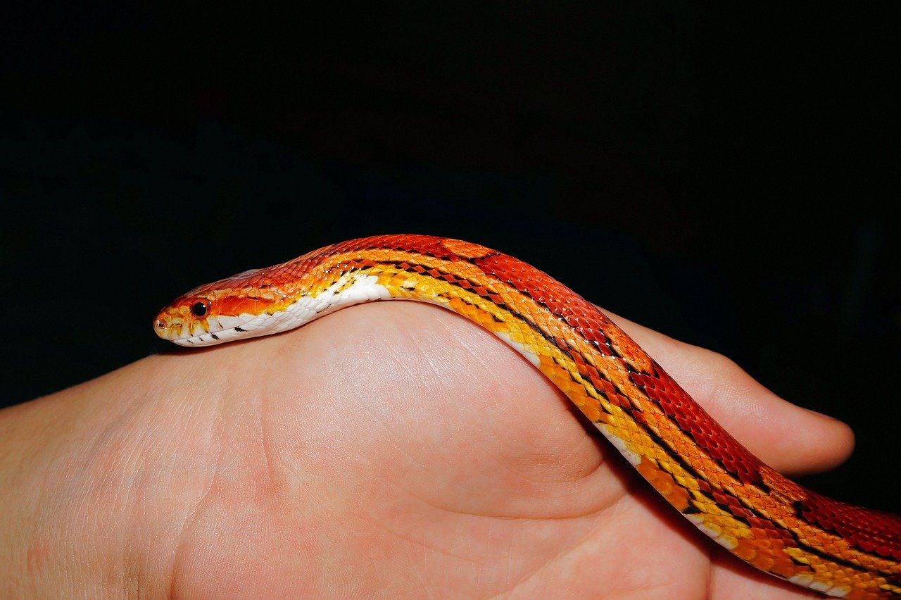 Corn Snake: The Gentle Beginner (image credits: pixabay)