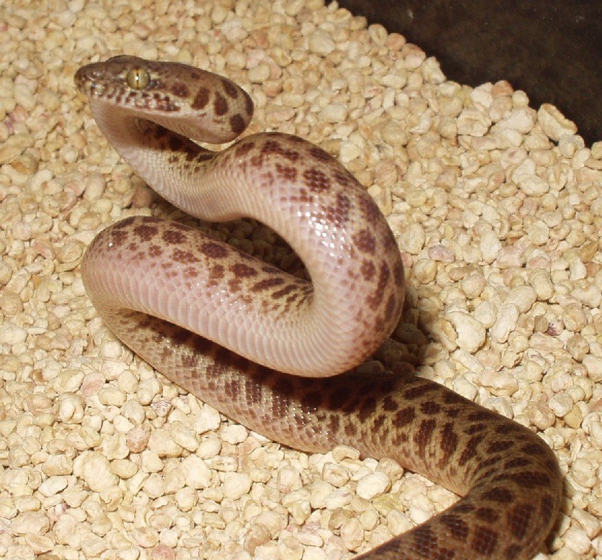 Children’s Python: The Australian Sweetheart (image credits: wikimedia)