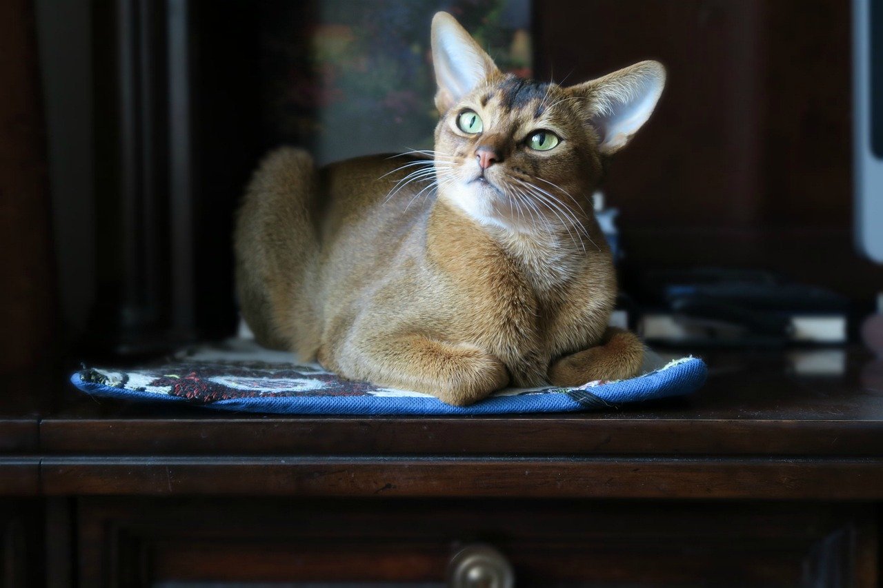 Abyssinian: The Energetic Playmate (image credits: pixabay)