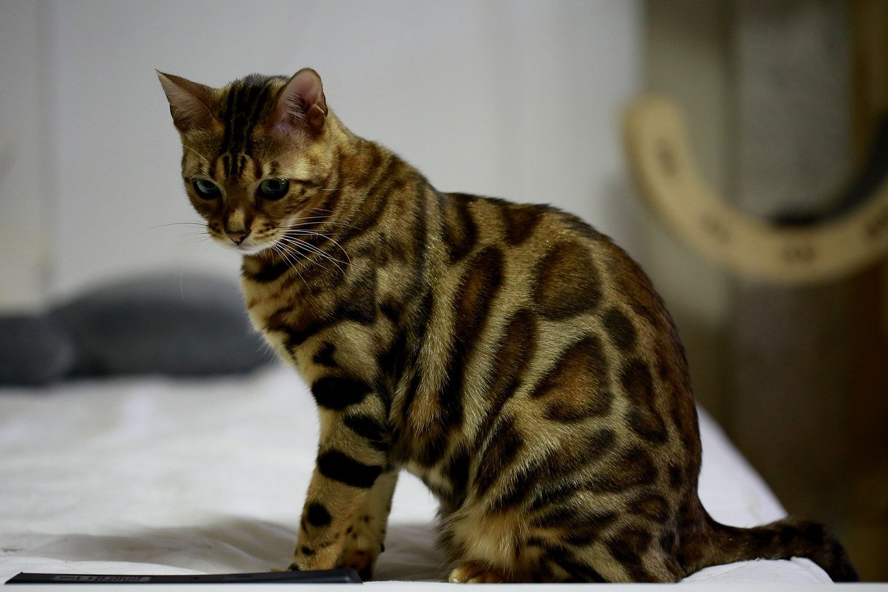 Bengal: Wild at Heart, Not for Dogs (image credits: pixabay)