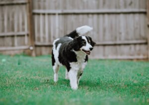 7 Ways to Boost Your Senior Dog’s Wellness and Vitality