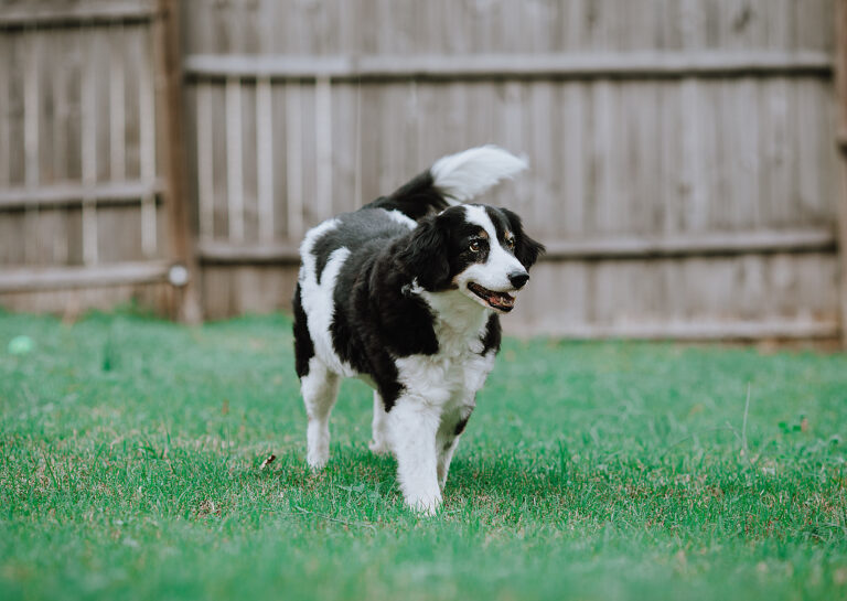 7 Ways to Boost Your Senior Dog’s Wellness and Vitality
