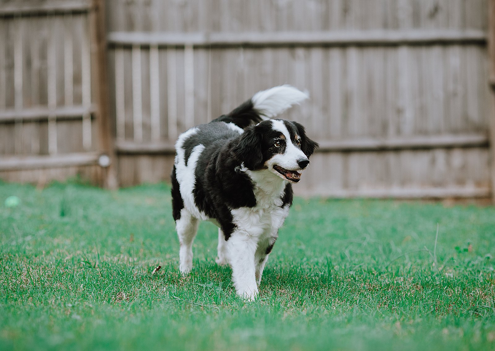 7 Ways to Boost Your Senior Dog&rsquo;s Wellness and Vitality