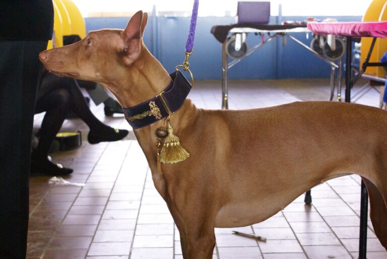 8 Must-Have Products for First-Time Dog Owners