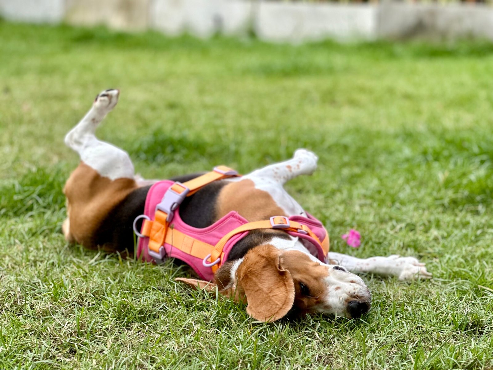 8 Common Dog Behaviors That Puzzle Owners (And How to Handle Them)