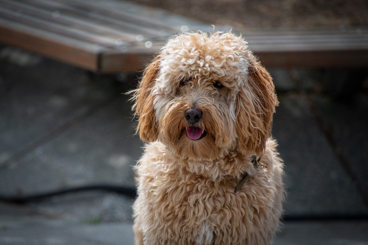 Understanding Why Heavy-Coated Breeds Shed So Much (image credits: pixabay)