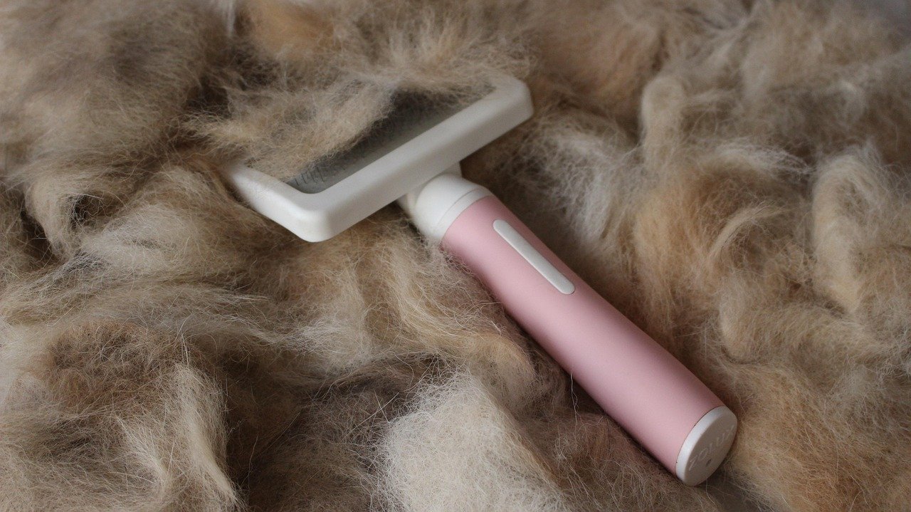 Choosing the Right Grooming Tools (image credits: pixabay)