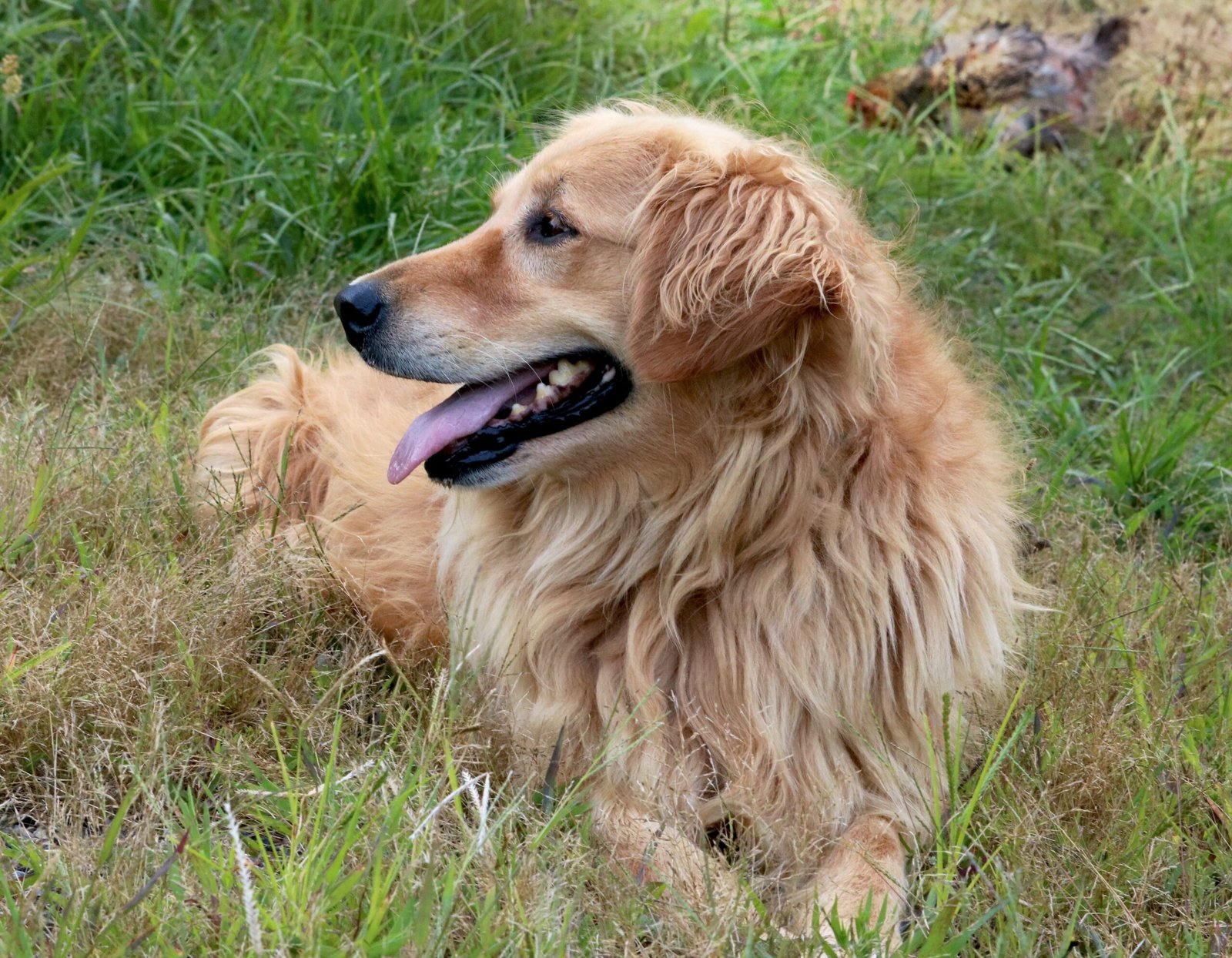 Recognizing When Shedding Isn’t Normal (image credits: wikimedia)