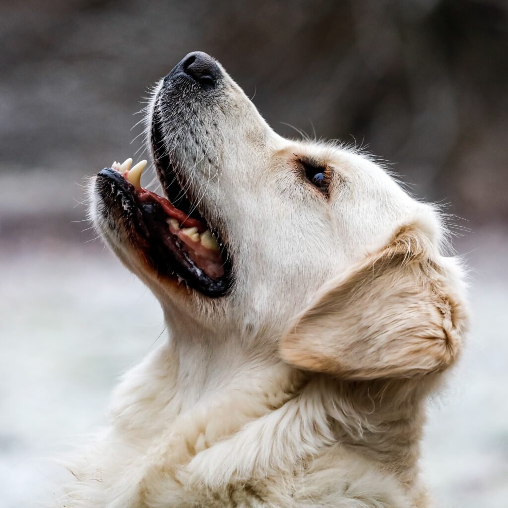 Golden Retriever Care: 10 Must-Know Tips for a Happy Pup