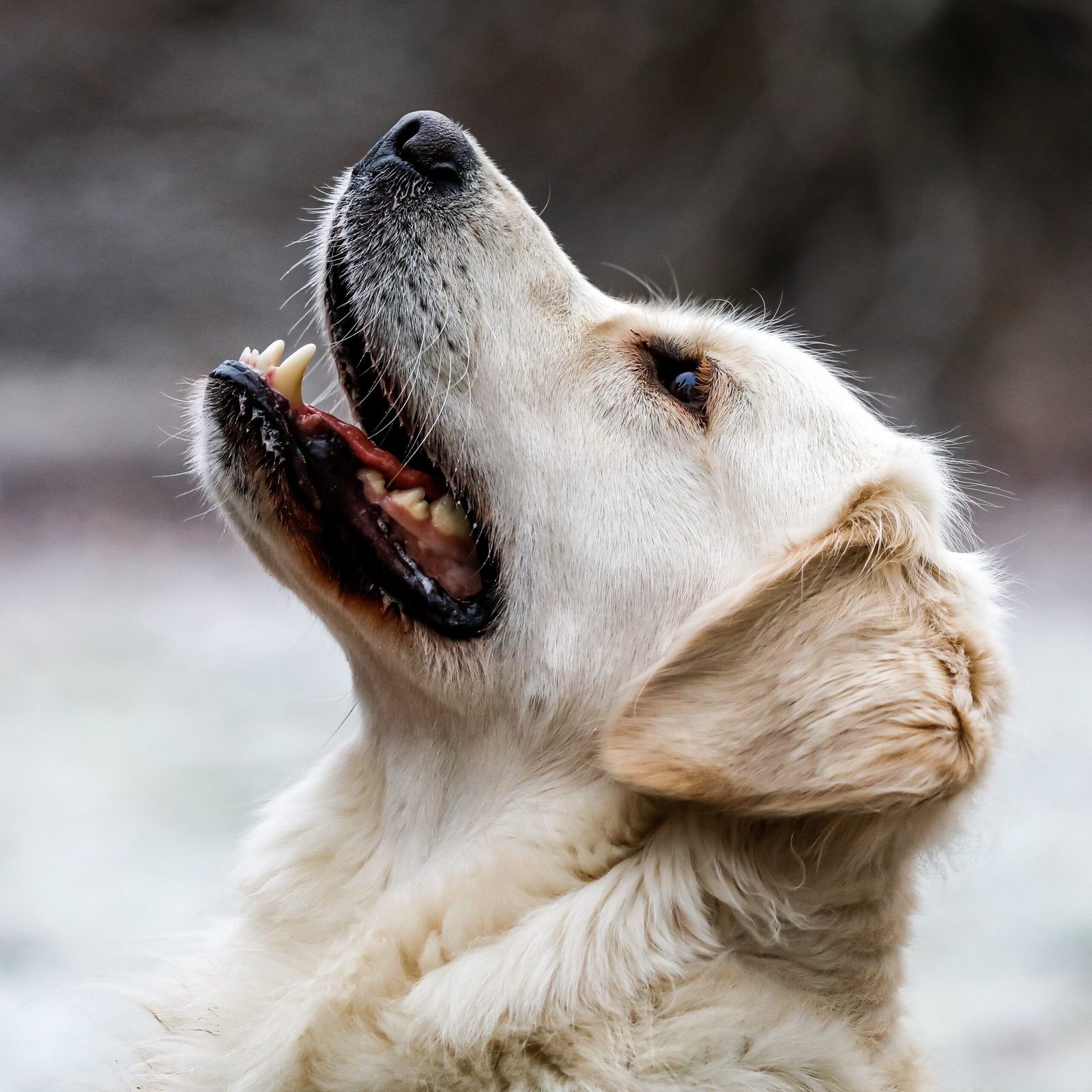 Golden Retriever Care: 10 Must-Know Tips for a Happy Pup