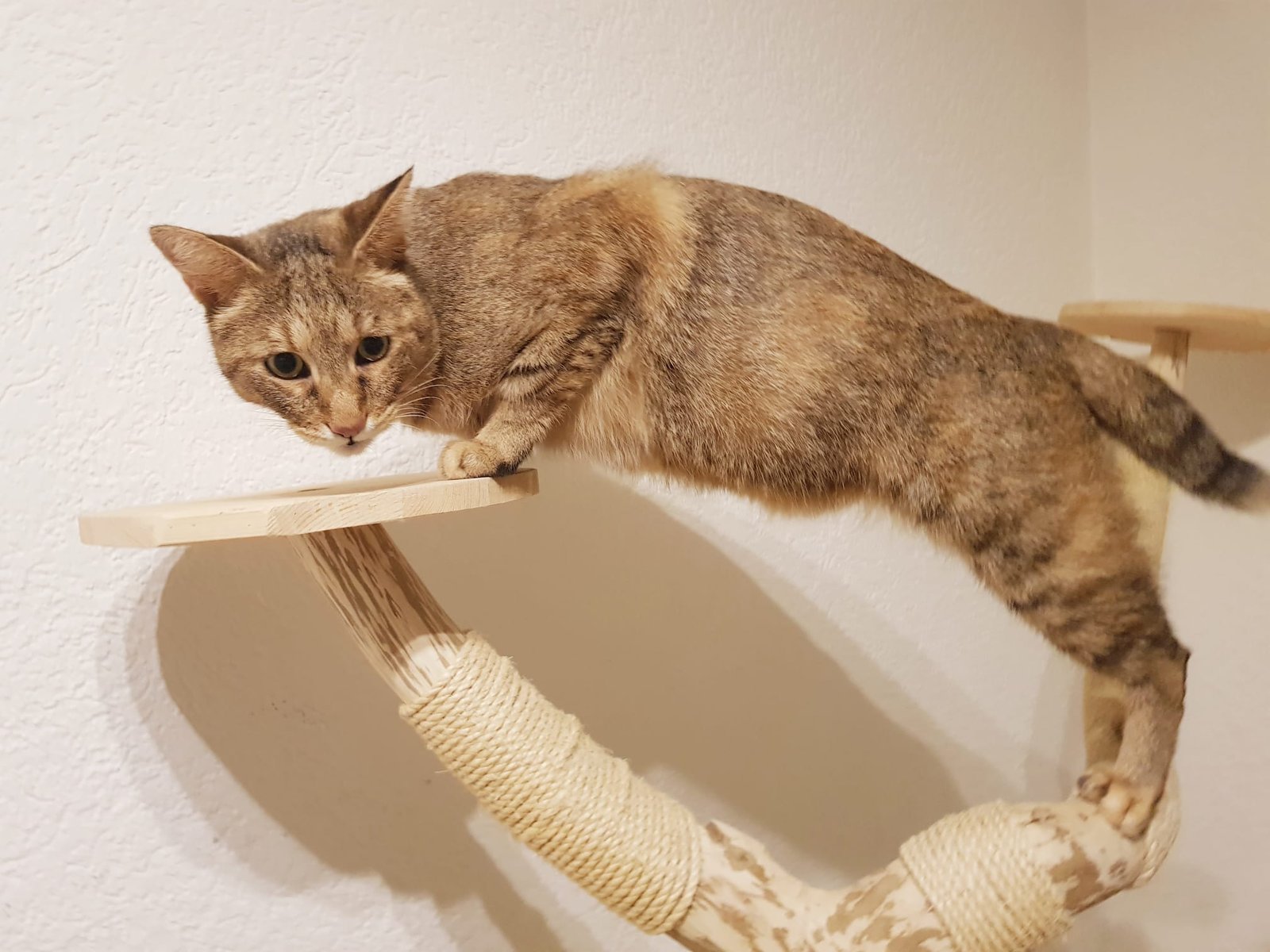 Chausie: The Jungle Spirit (image credits: wikimedia)