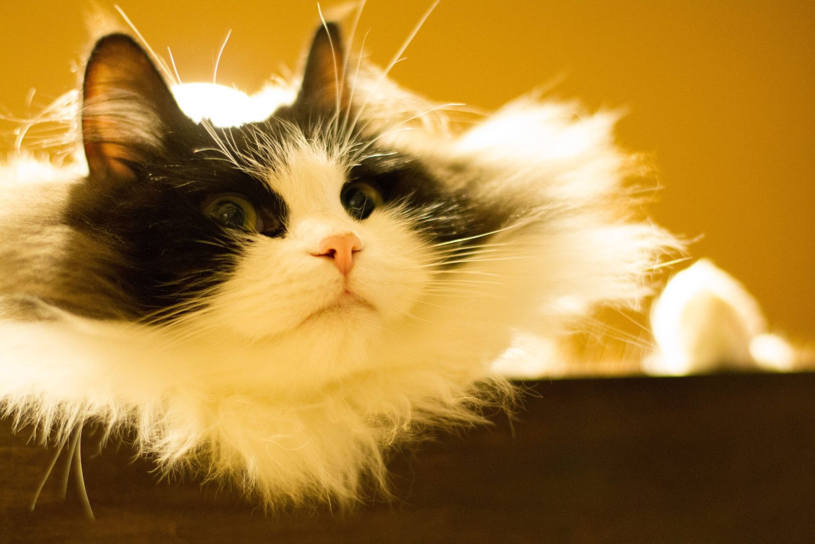 Ragamuffin: The Fluffy Sweetheart (image credits: wikimedia)