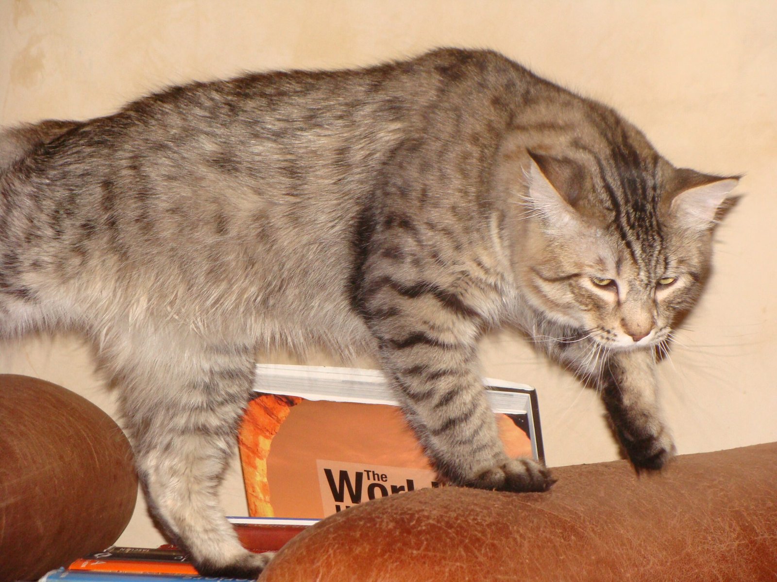 Pixiebob: The Bobtailed Wonder (image credits: wikimedia)