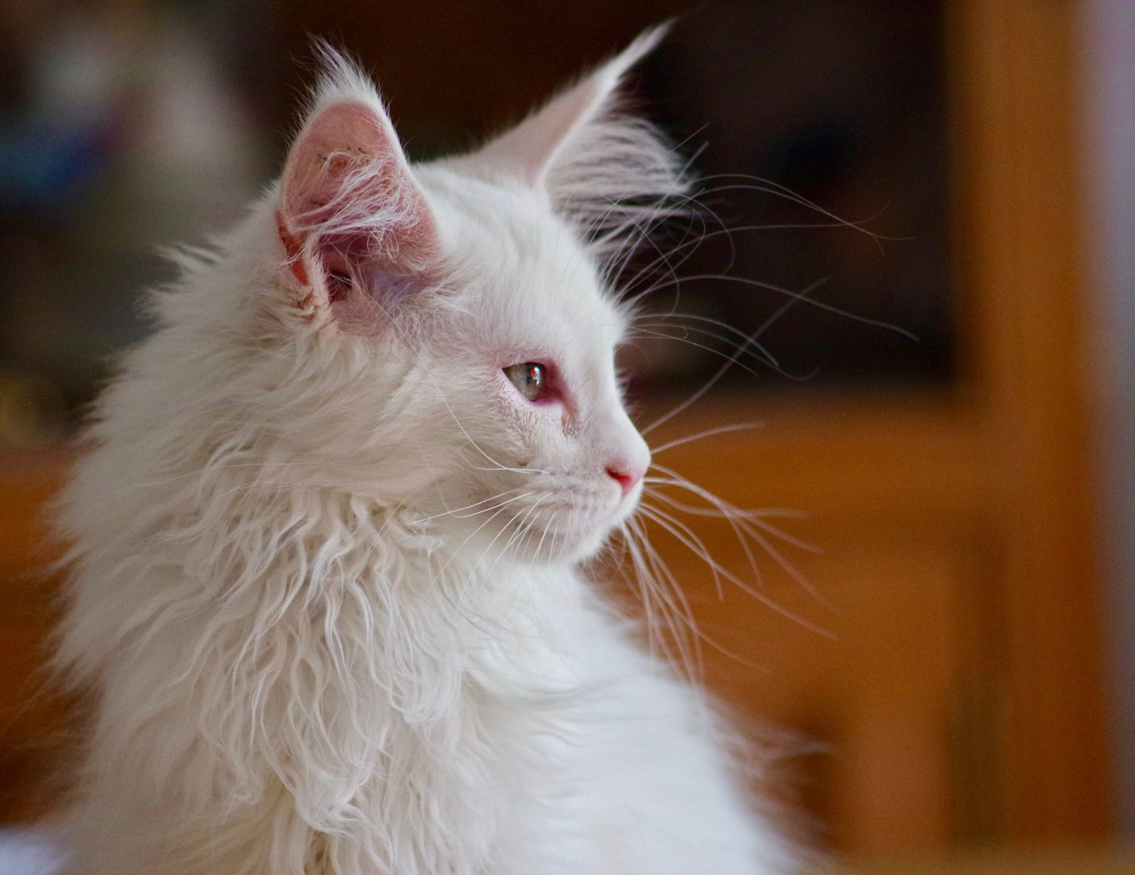 Grooming You With Gentle Licks (image credits: wikimedia)
