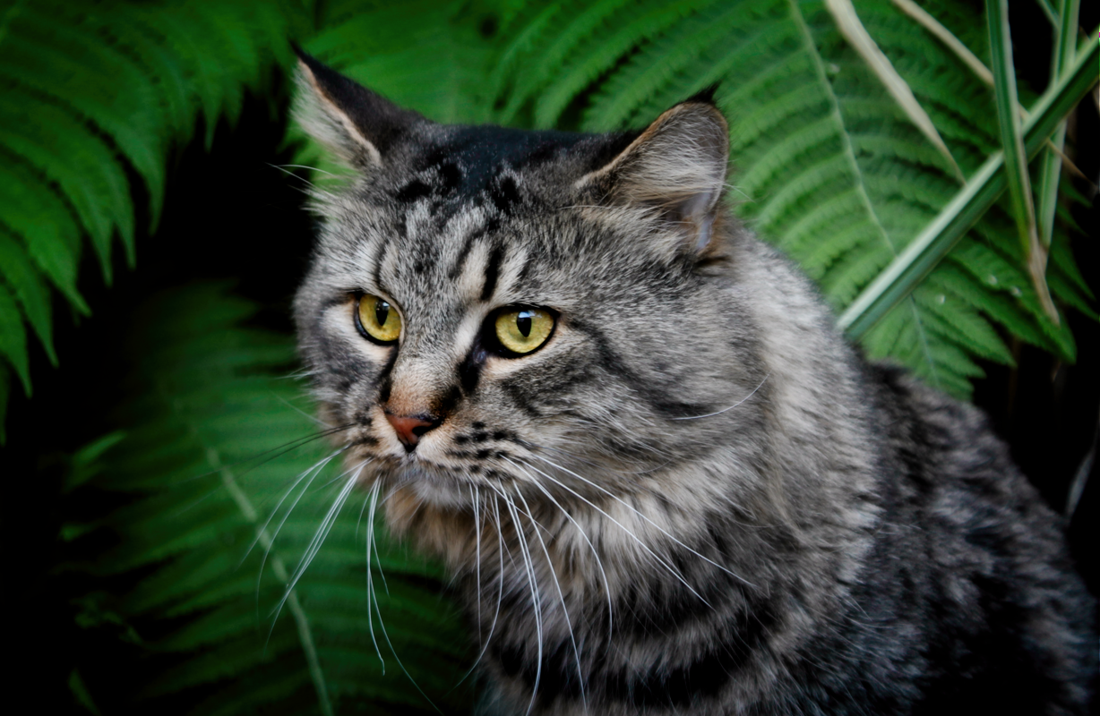 Subtle Body Language: Ears, Whiskers, and Posture (image credits: wikimedia)
