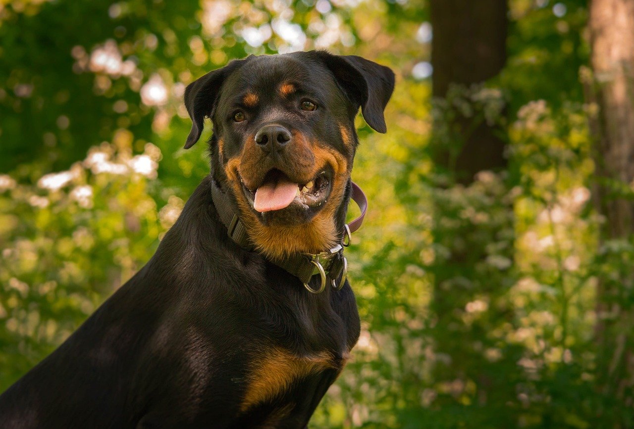 Regular Grooming for Coat Health (image credits: pixabay)