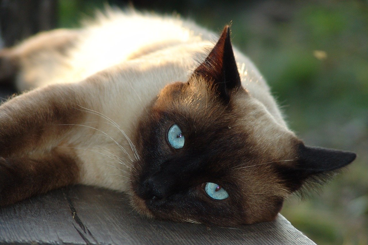 Quality Lap Time: The Power of Physical Affection (image credits: pixabay)