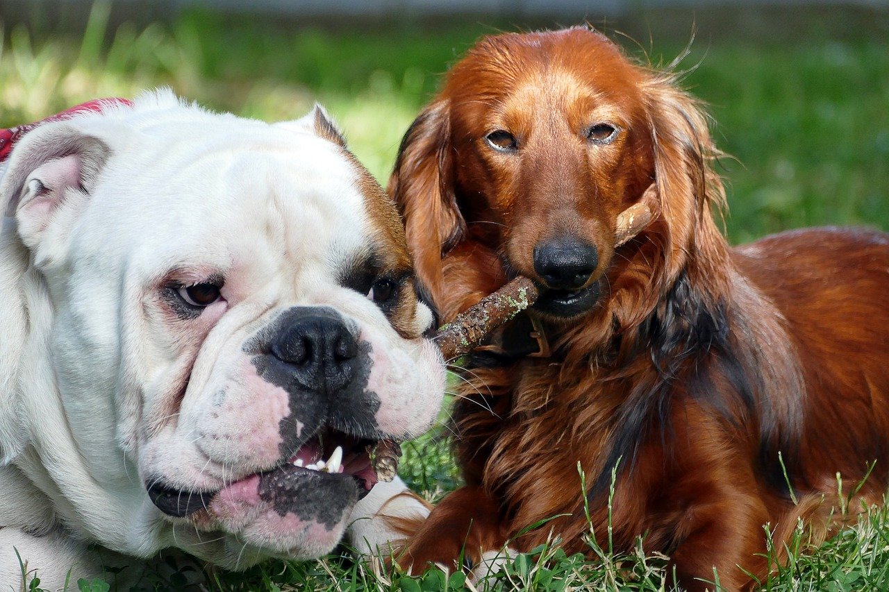 Endearing Quirks That Steal Your Heart (image credits: pixabay)