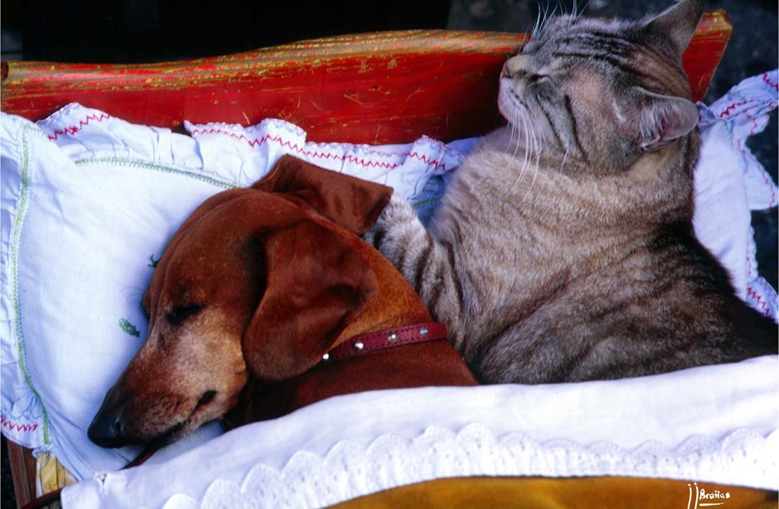 Why Dachshunds Are the Ultimate Couch Companions for Minnesota Empty Nesters
