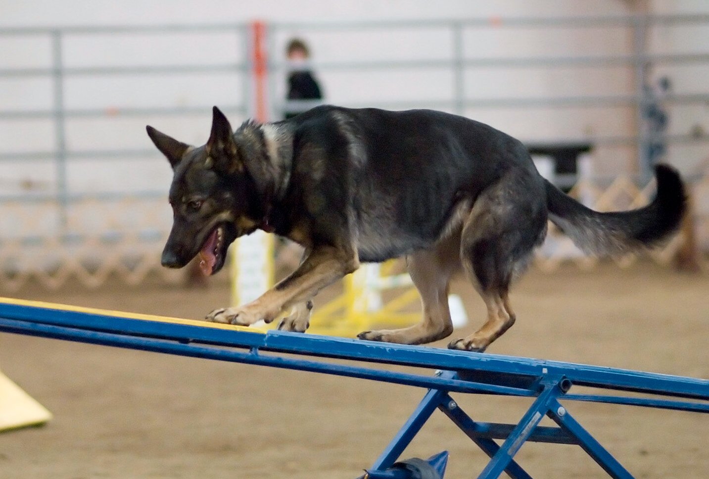 Try Agility Training in Your Backyard (image credits: wikimedia)