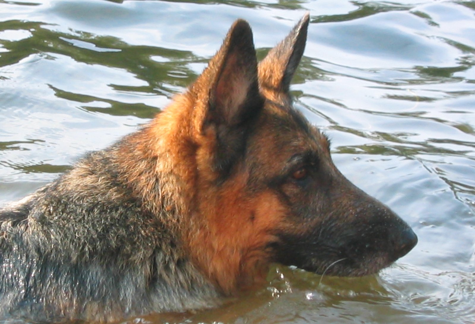 Go for a Swim in Wisconsin’s Dog-Friendly Lakes (image credits: wikimedia)