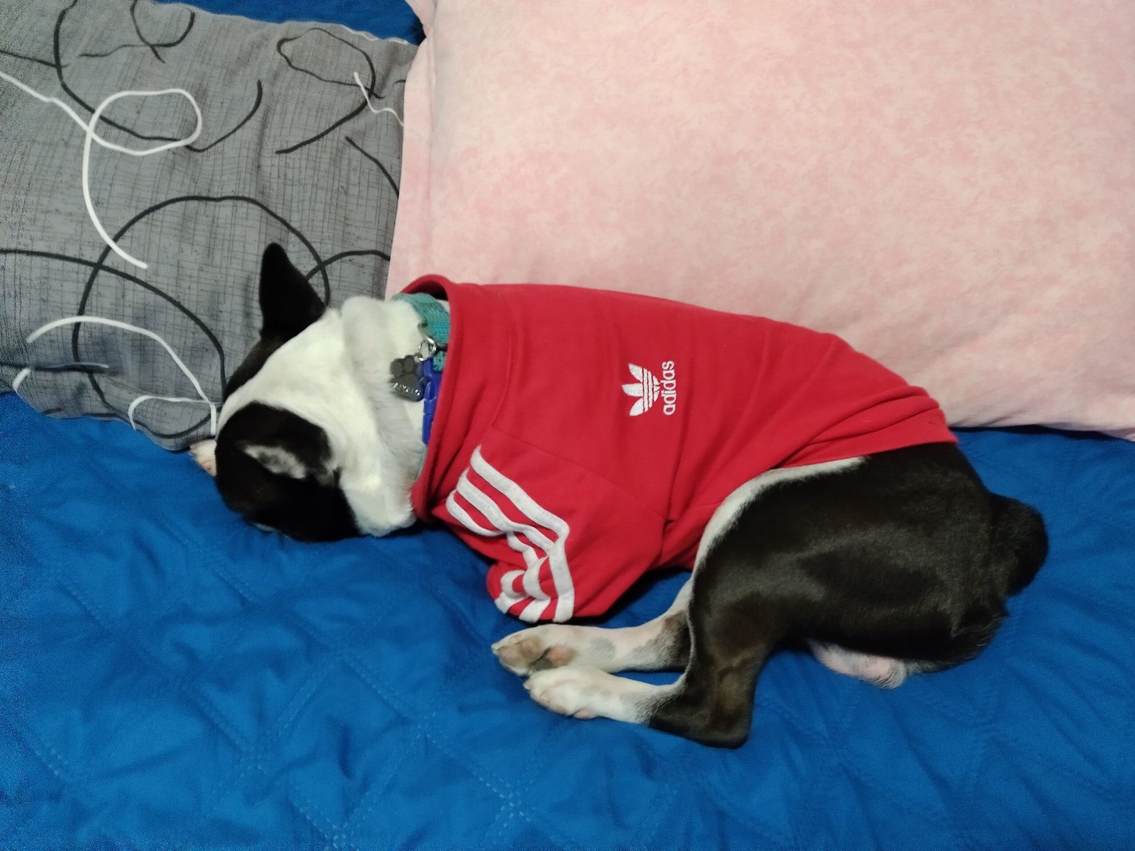 Cuddling on the Couch: The Ultimate Canine Comfort (image credits: wikimedia)