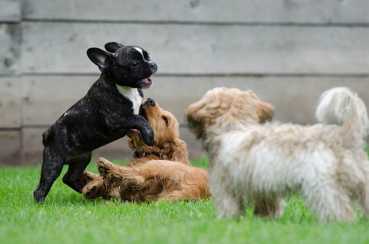 Playtime Antics: Tug of War and Fetch Galore (image credits: pixabay)