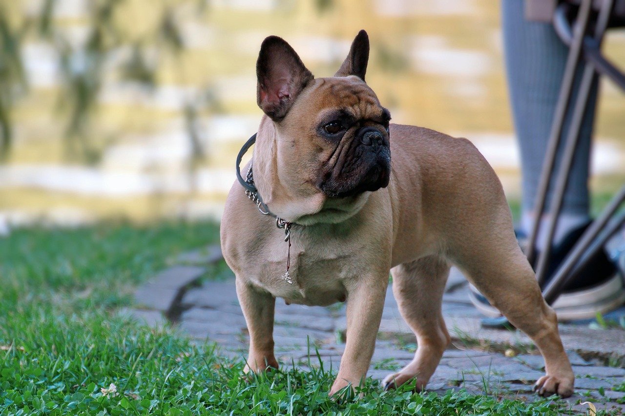 Traveling With Your Frenchie in the Carolinas (image credits: pixabay)