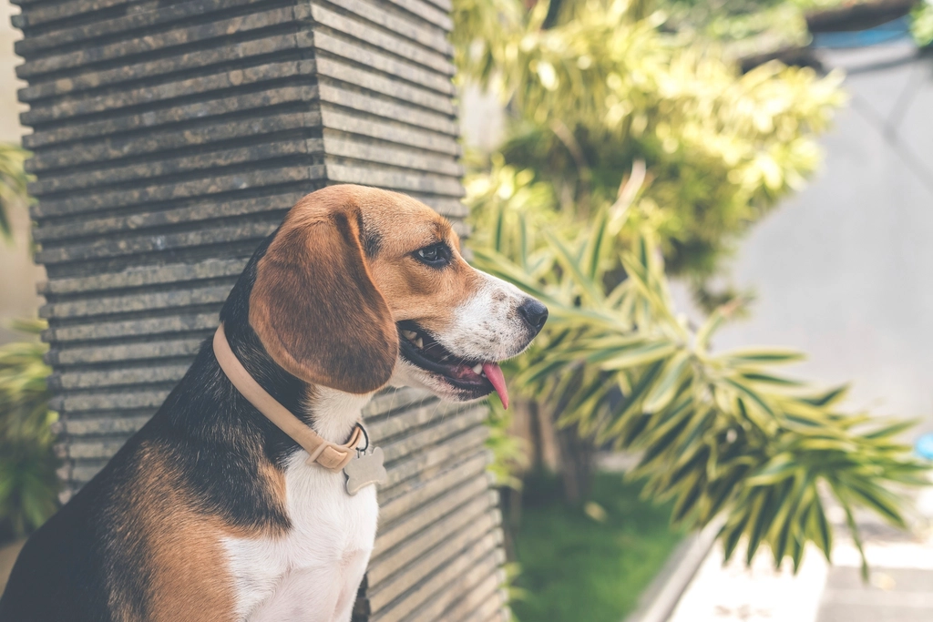 Natural Protectors with a Gentle Touch (image credits: rawpixel)
