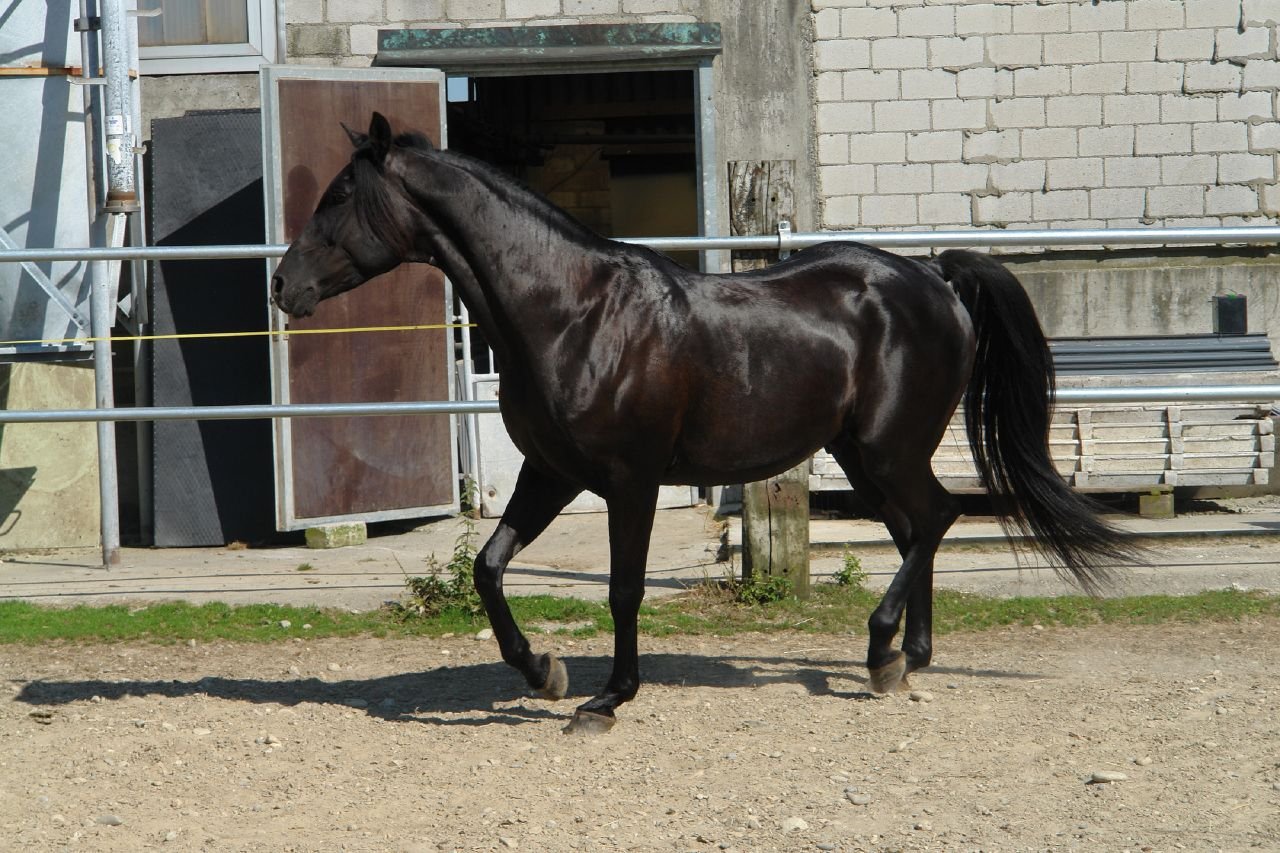 Routine Veterinary Checkups (image credits: wikimedia)
