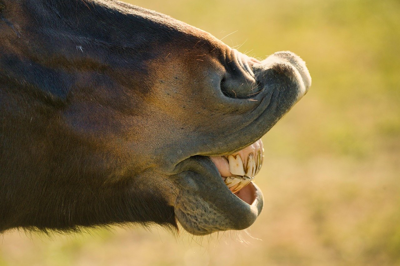 Dental Care for Lifelong Eating (image credits: pixabay)