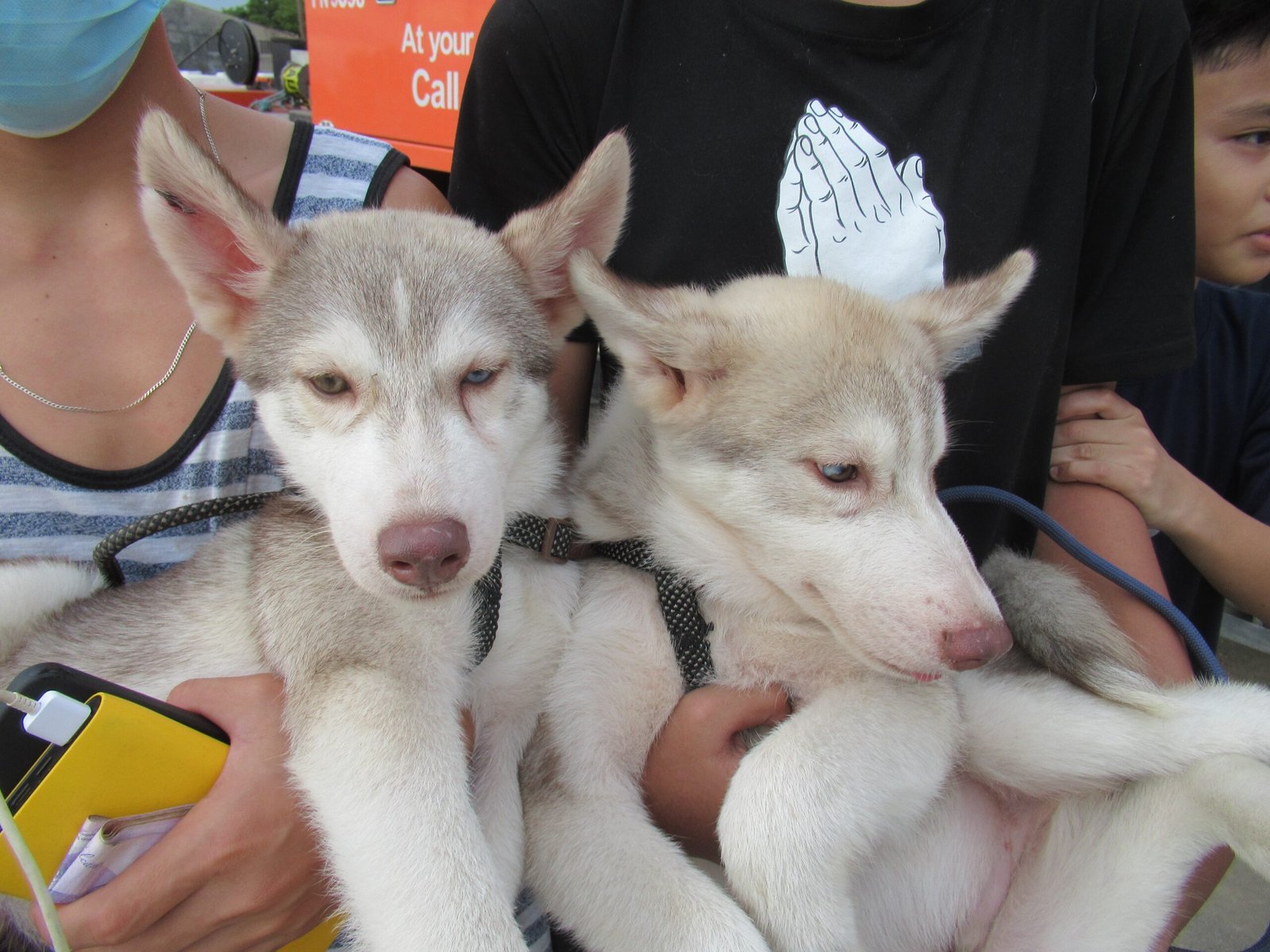 Small Dogs: Big Attitudes in Tiny Packages (image credits: wikimedia)