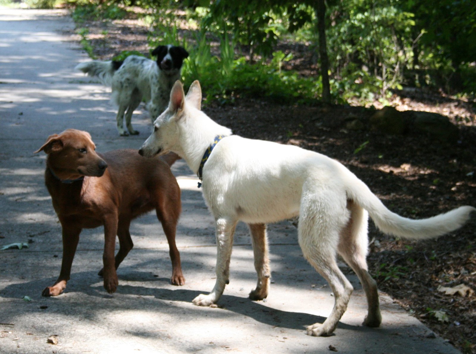 How to Introduce a Shy Dog to an Outgoing Companion (image credits: wikimedia)