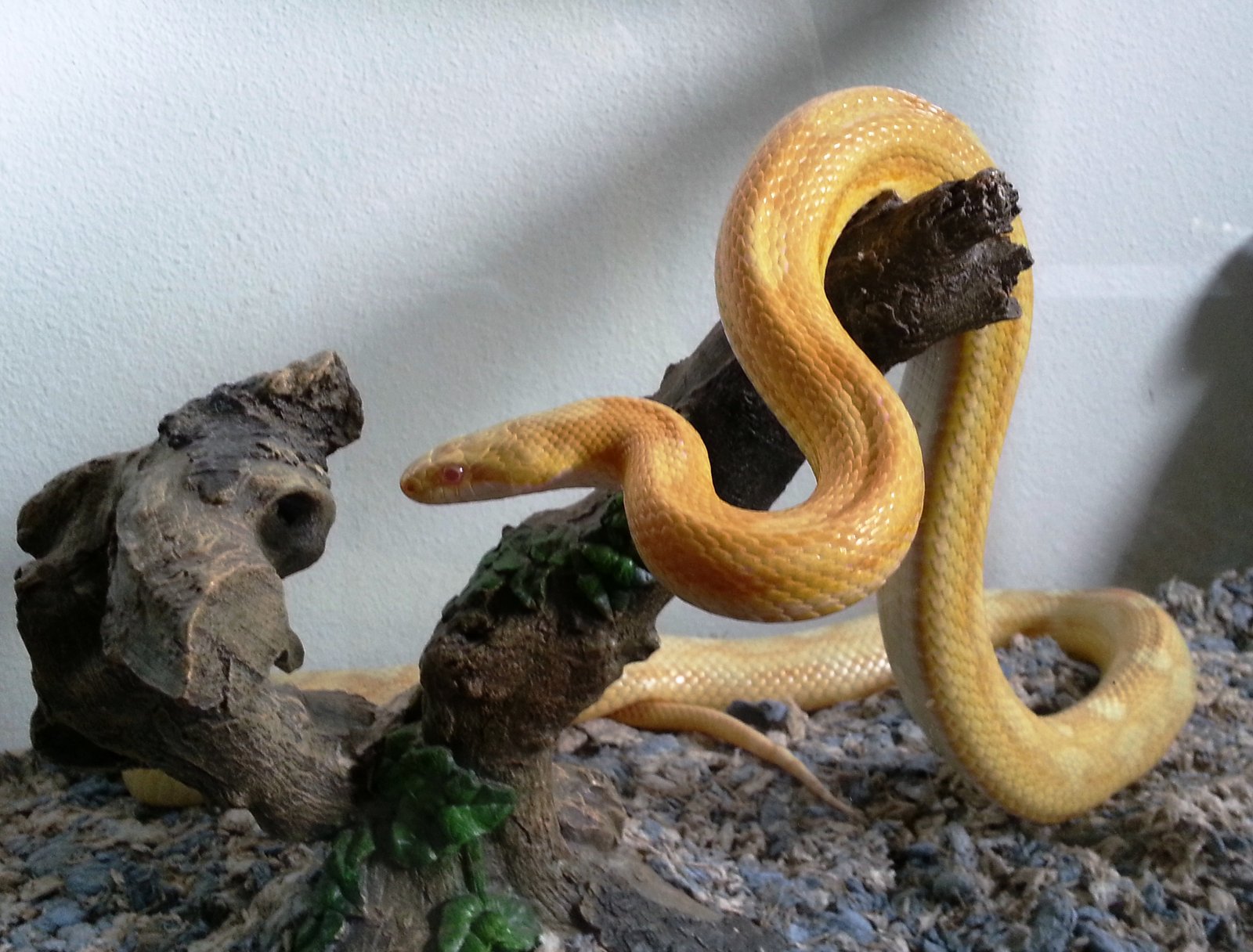 Corn Snake: The Low-Stress Serpent (image credits: wikimedia)