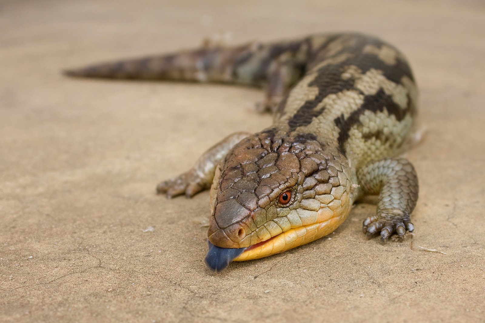 Blue-Tongued Skink: The Easygoing Companion (image credits: wikimedia)