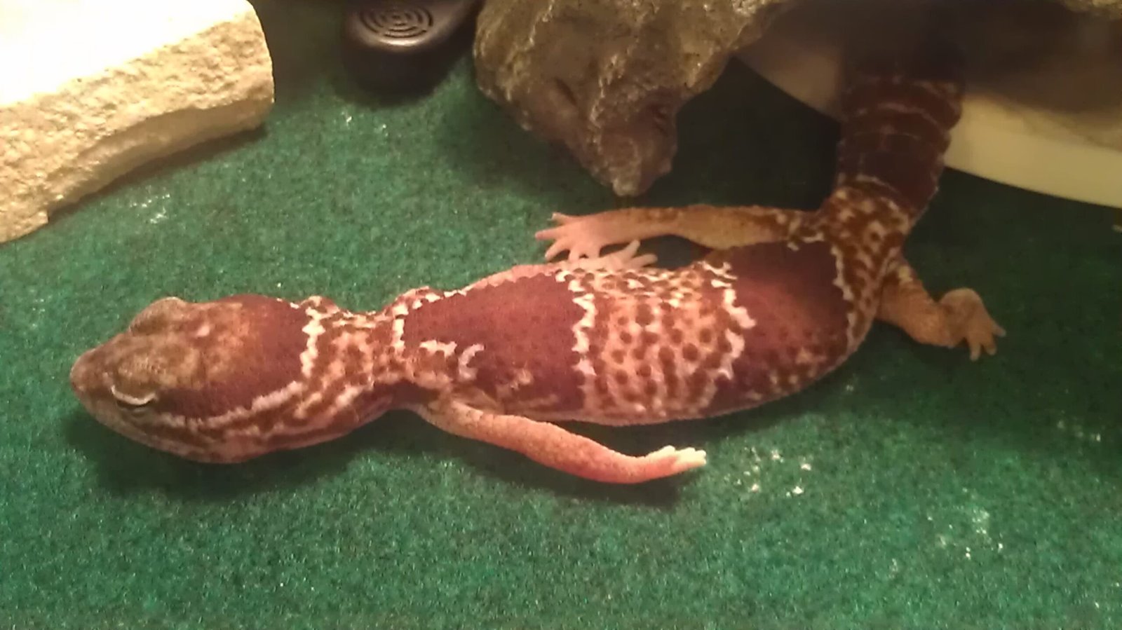 African Fat-Tailed Gecko: The Shy Homebody (image credits: wikimedia)