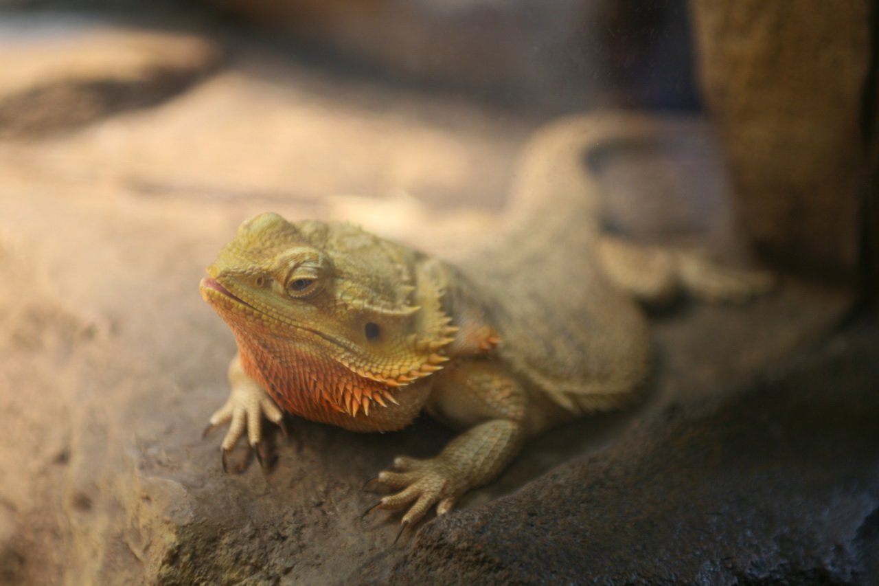 10 Reptiles That Are Compatible with Owners Who Work Long Hours