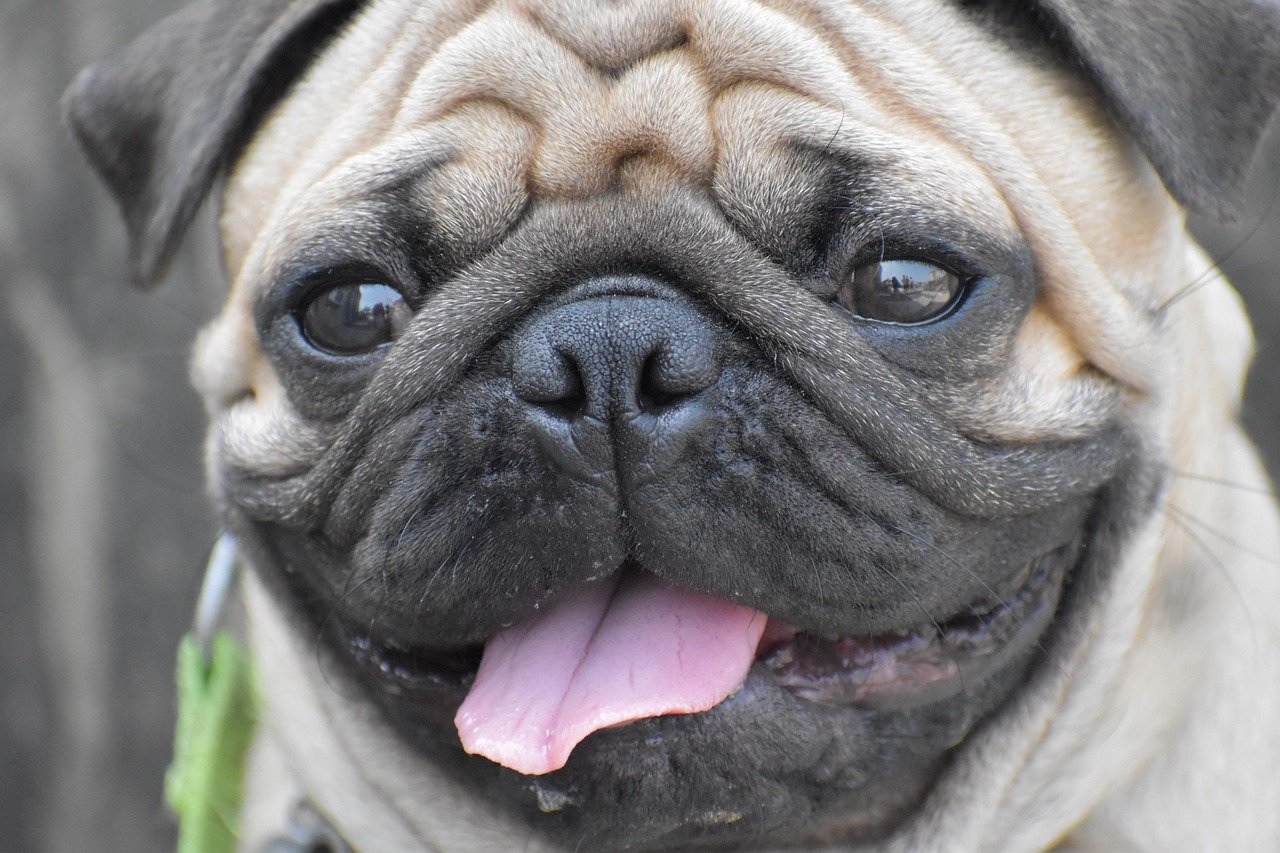 Panting Problems: Why Cooling Down Is Harder for Pugs (image credits: pixabay)