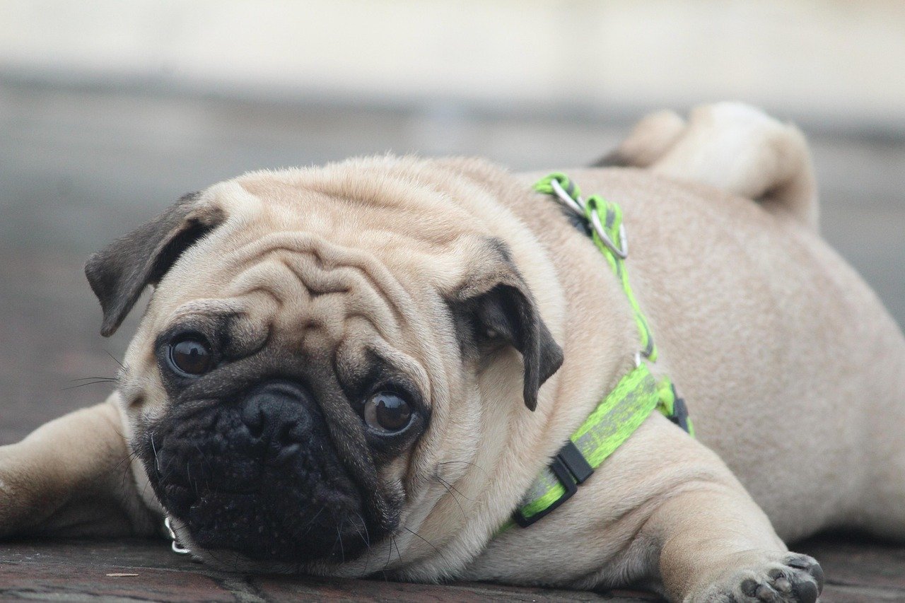 Emergency Steps: What to Do If Your Pug Overheats (image credits: pixabay)