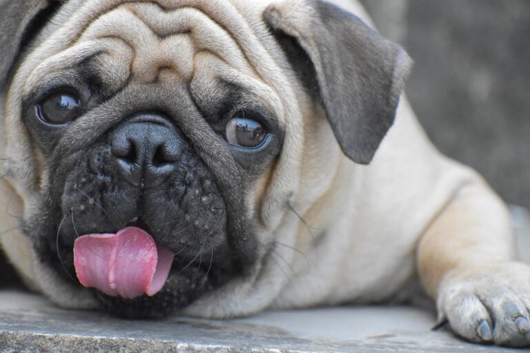 Why Your Pug Might Be Overheating: Breed-Specific Care Tips
