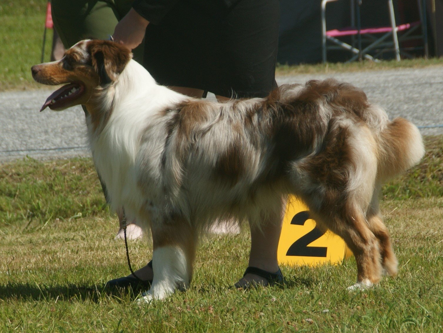 Australian Shepherd: The Tireless Ranch Hand (image credits: wikimedia)