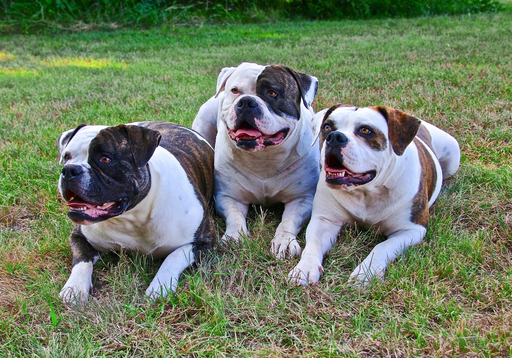 7 Natural Ways to Prevent Skin Allergies in American Bulldogs