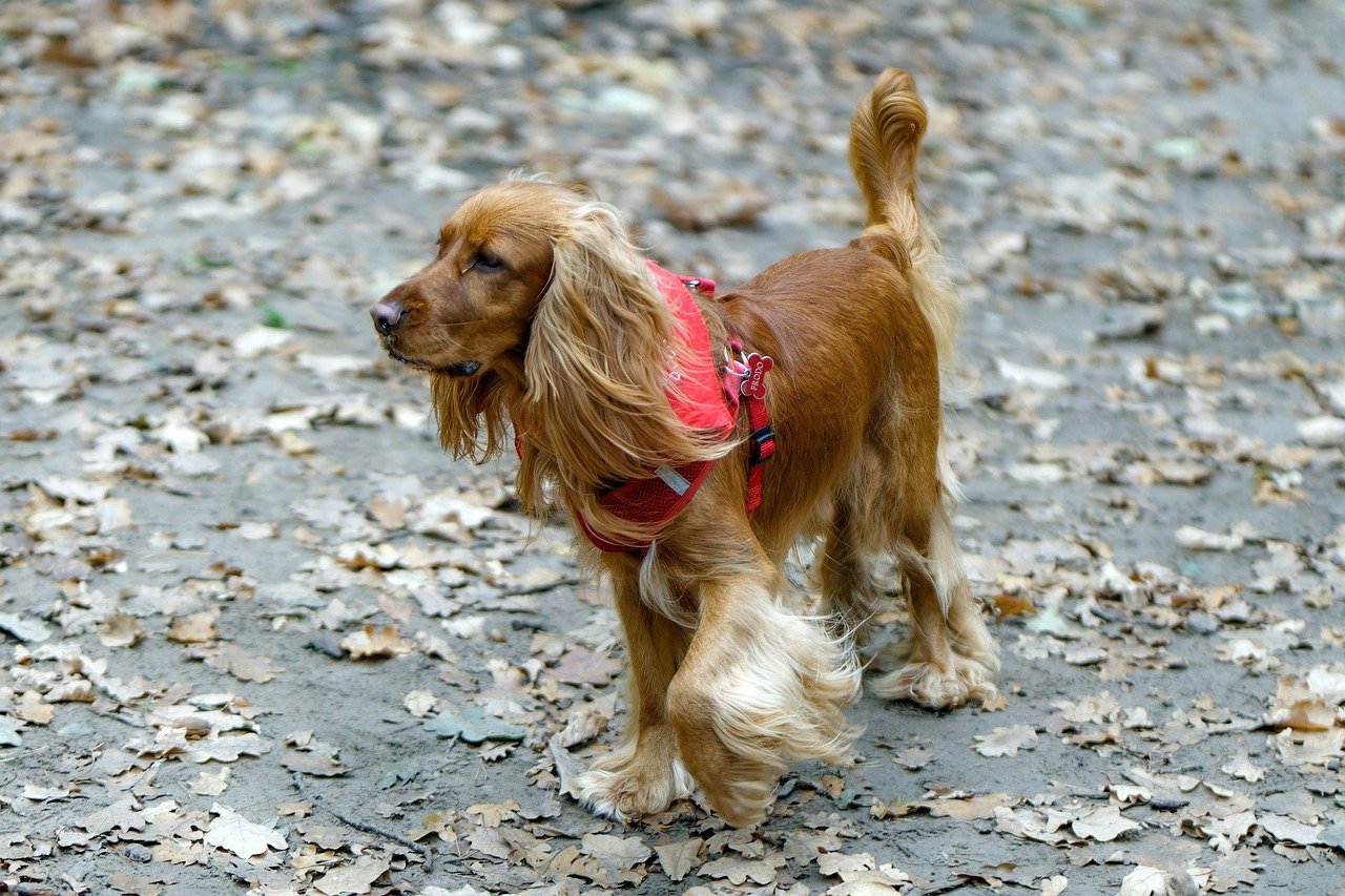 Daily Walks—Rain, Snow, or Shine (image credits: pixabay)