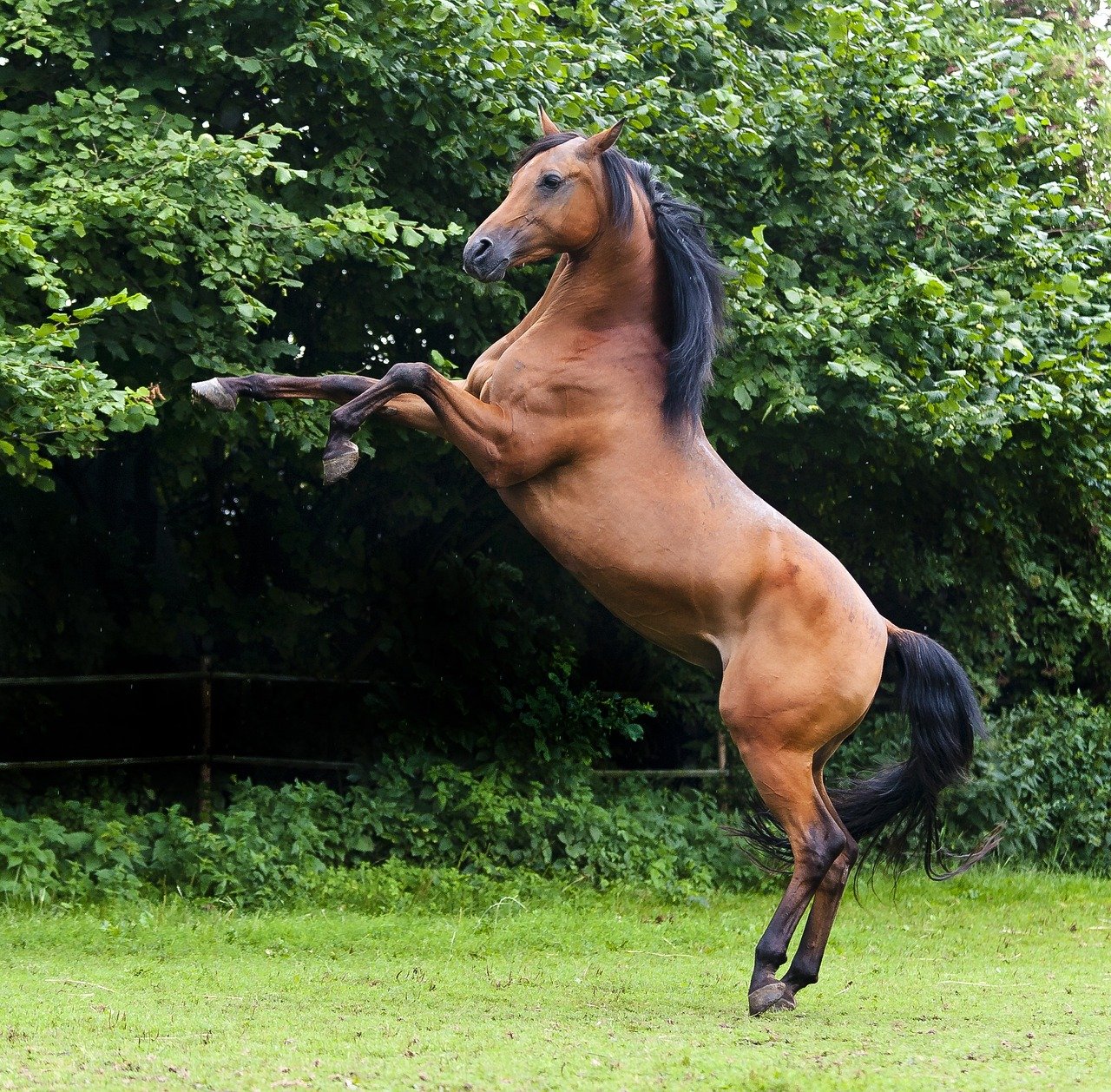 Arabian (image credits: pixabay)