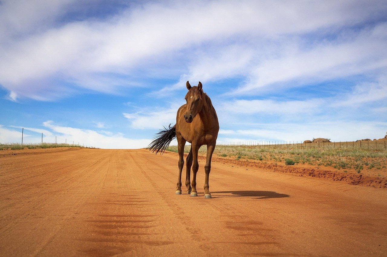 Mustang (image credits: pixabay)