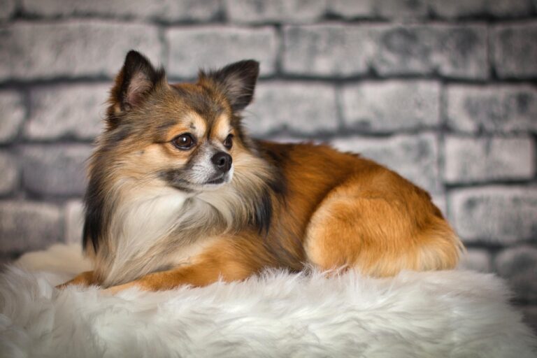 Why The Chihuahua is Not a Good Choice For Families With Kids