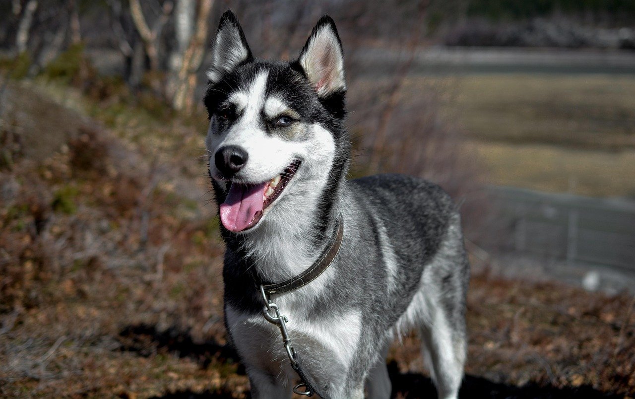 Siberian Husky (image credits: pixabay)