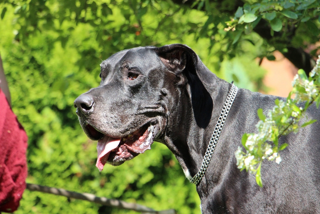 Great Dane: The Watchful Guardian (image credits: rawpixel)