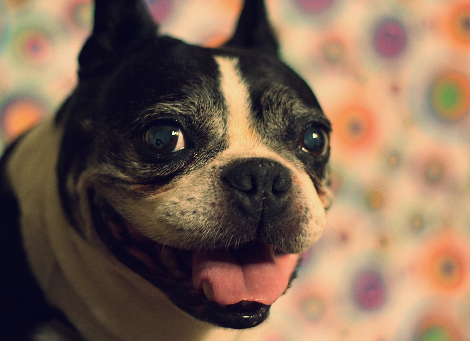 13. Excessive Panting or Drooling (image credits: wikimedia)