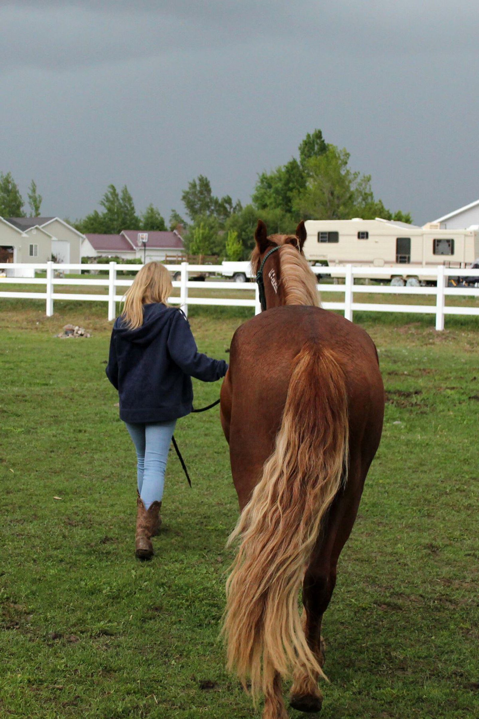 Healing Power: Horses as Therapists and Friends (image credits: wikimedia)